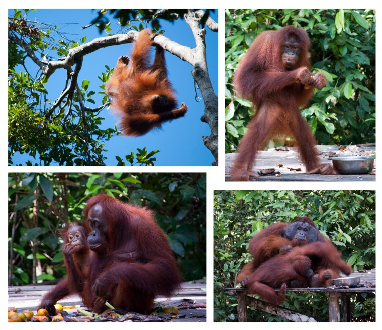 MONTAJE ORANGUTANES 2 copia